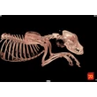 NewTom 7G VET